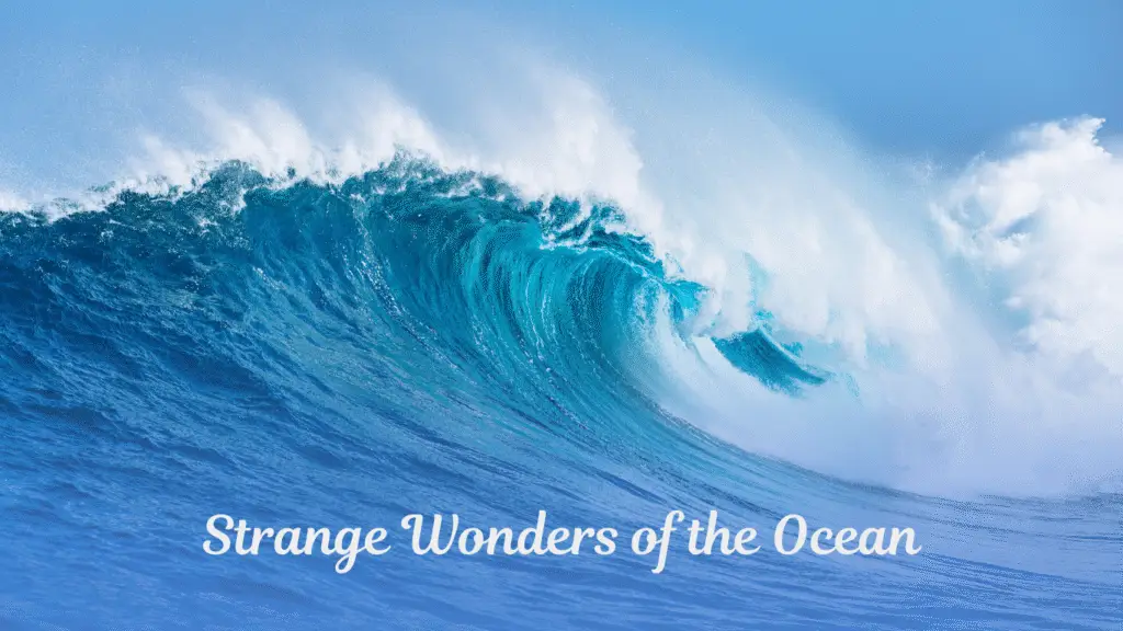 Strange Wonders of the Ocean