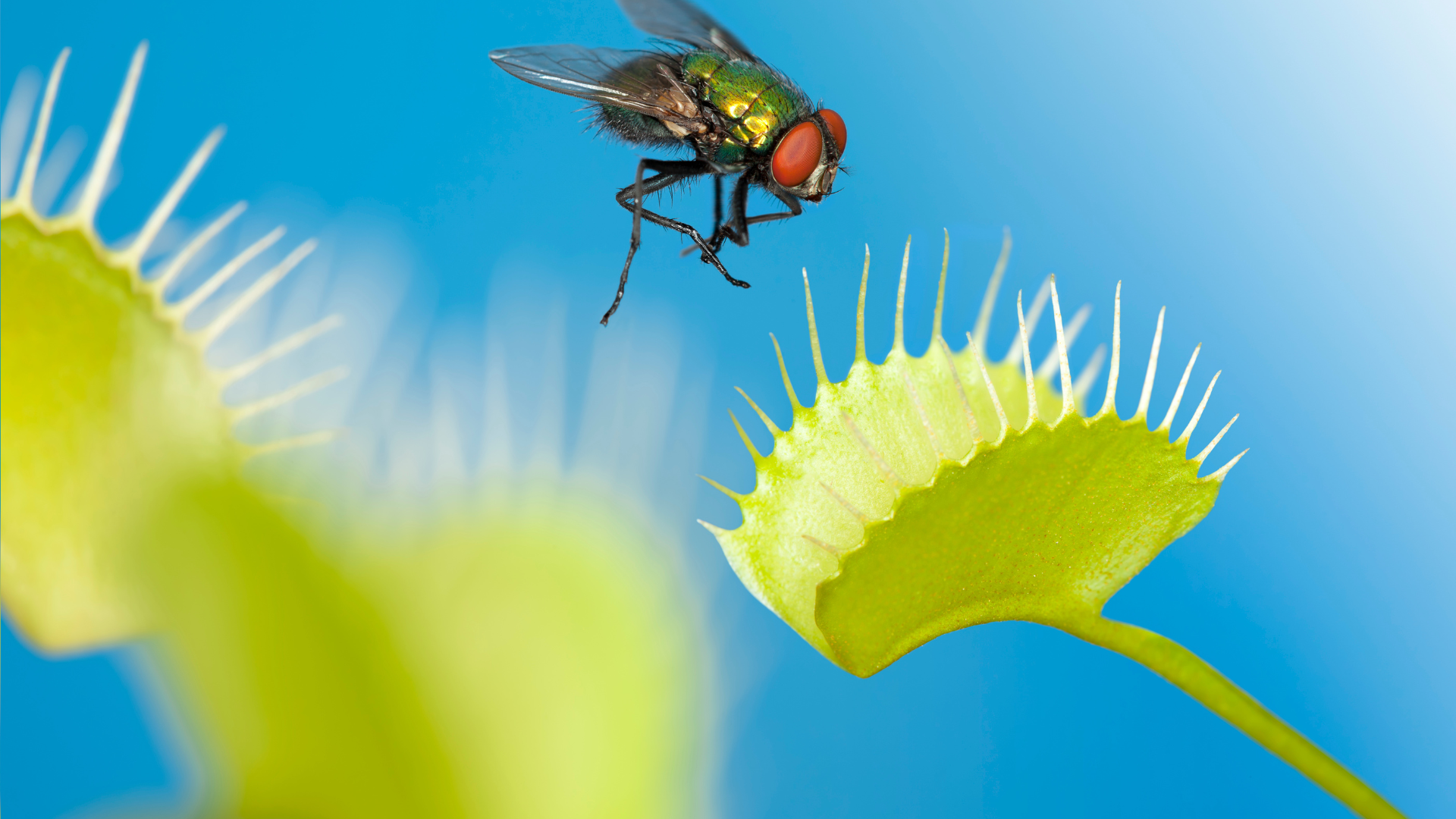 Plants That Hunt: Nature’s Quiet Predators