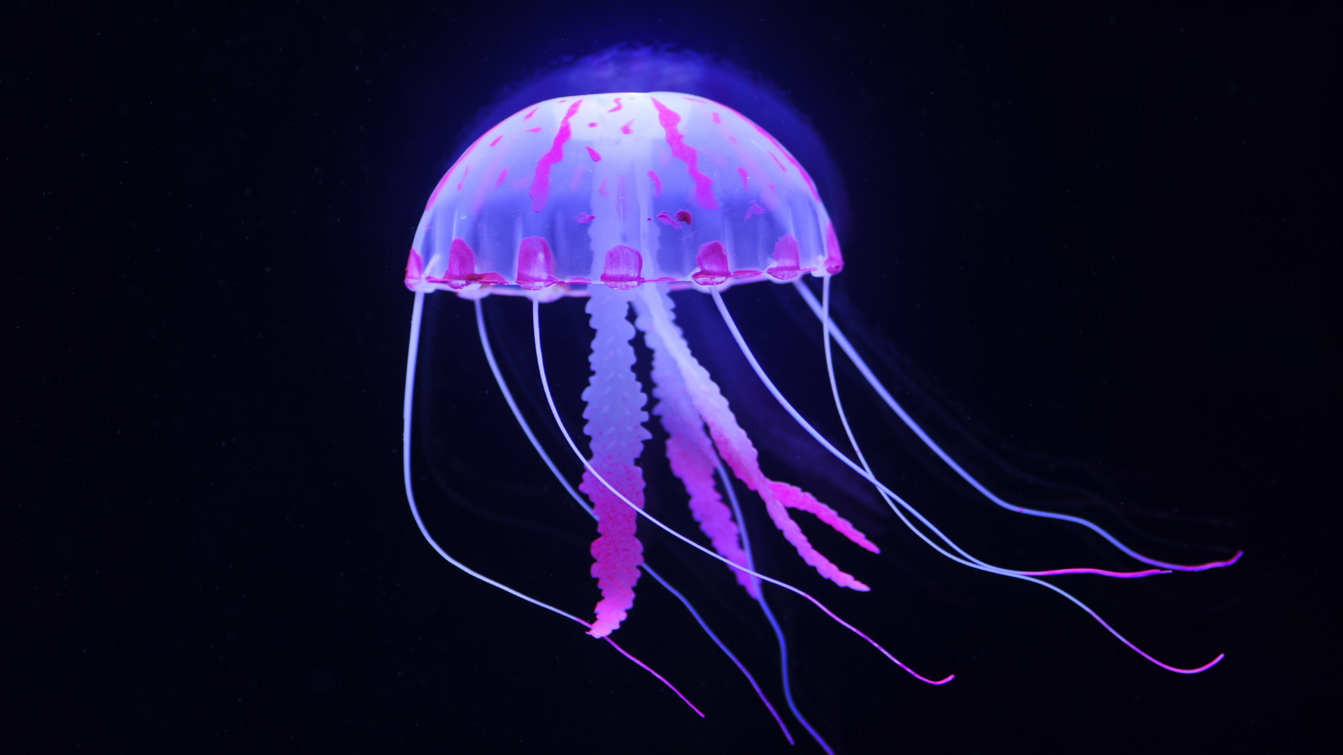The Immortal Jellyfish: The Creature That Resets Its Own Life