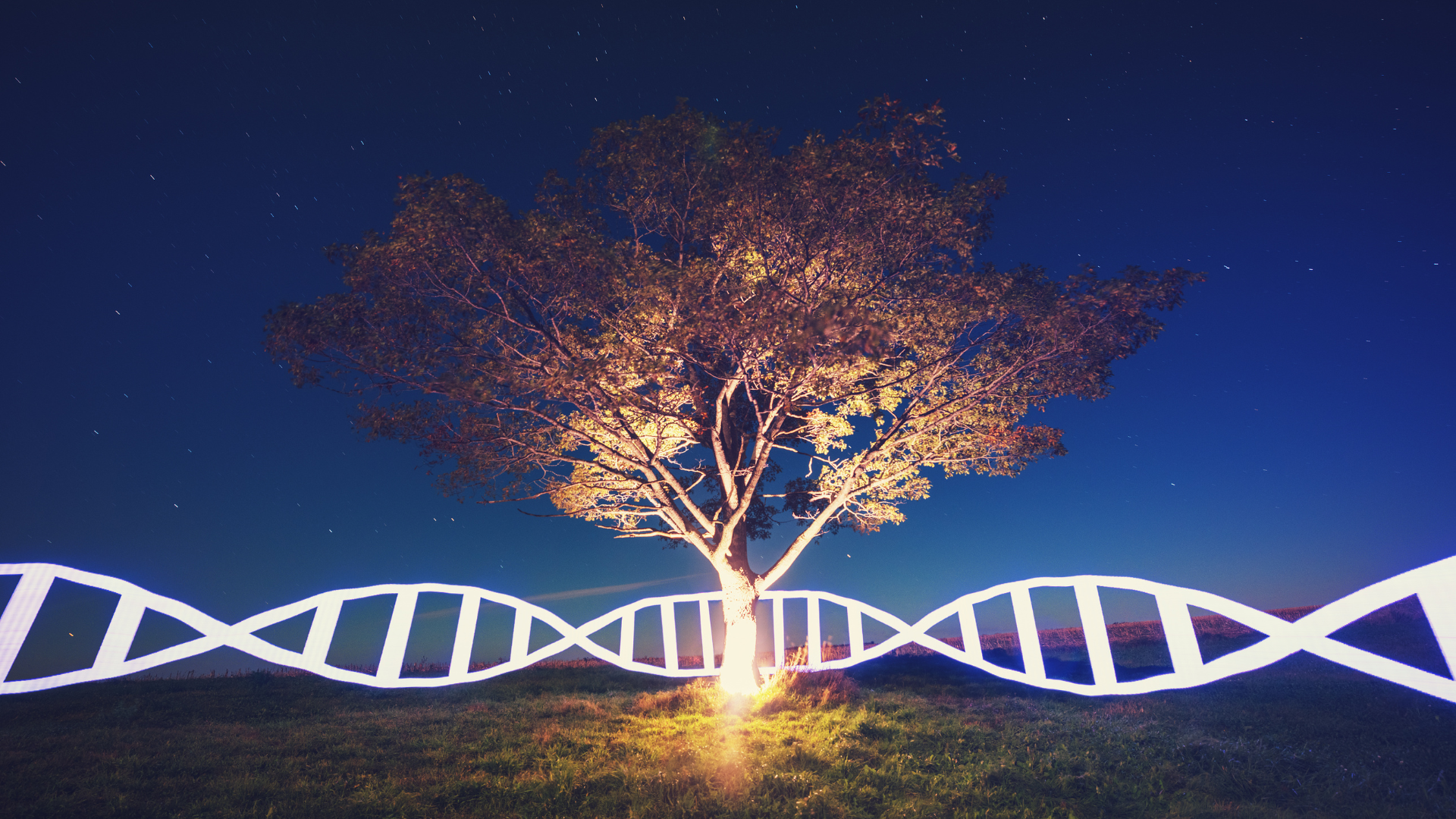 The secret life of trees and their hidden connections