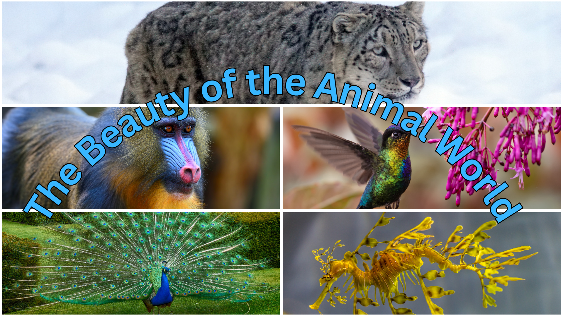 The beauty of the animal world in vivid colors and forms