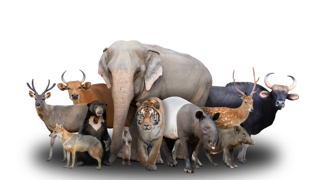 🐾 Animal Quiz: Can You Answer All 10 Questions?