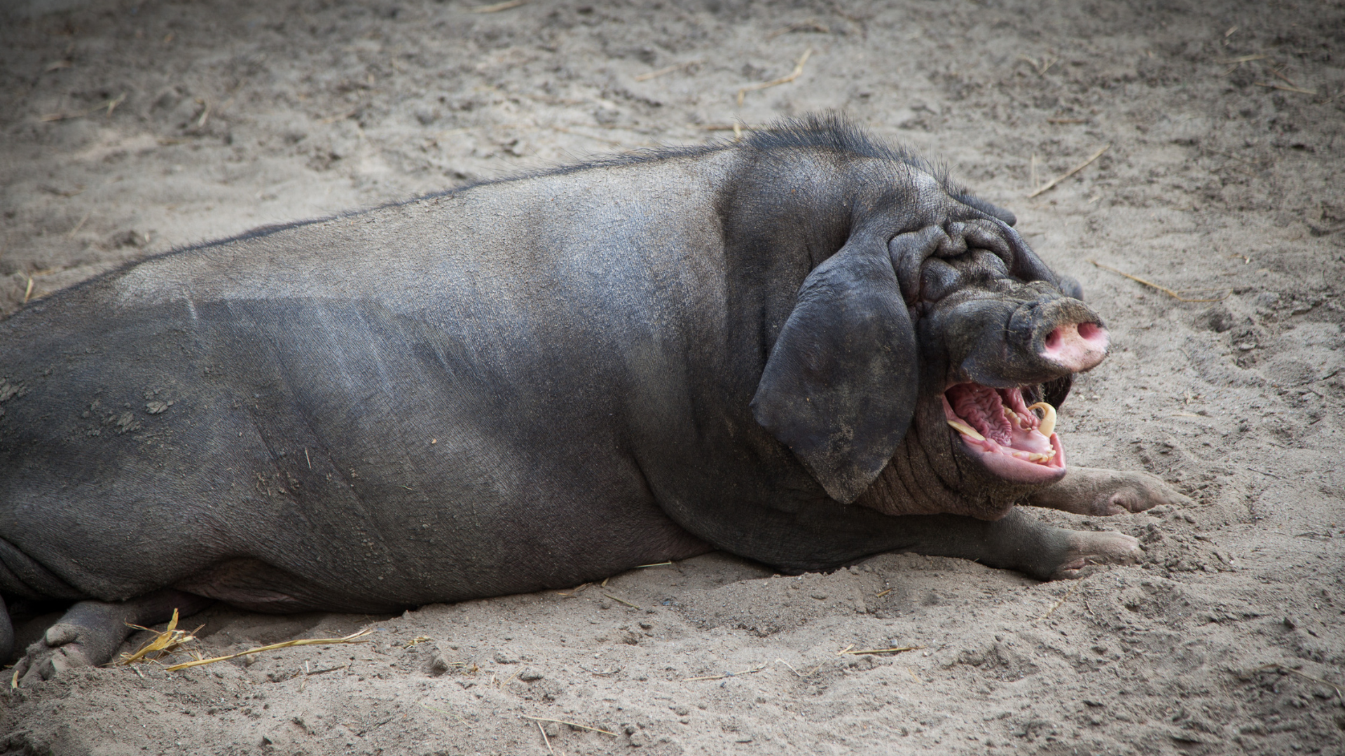 Meishan pig resting on the ground