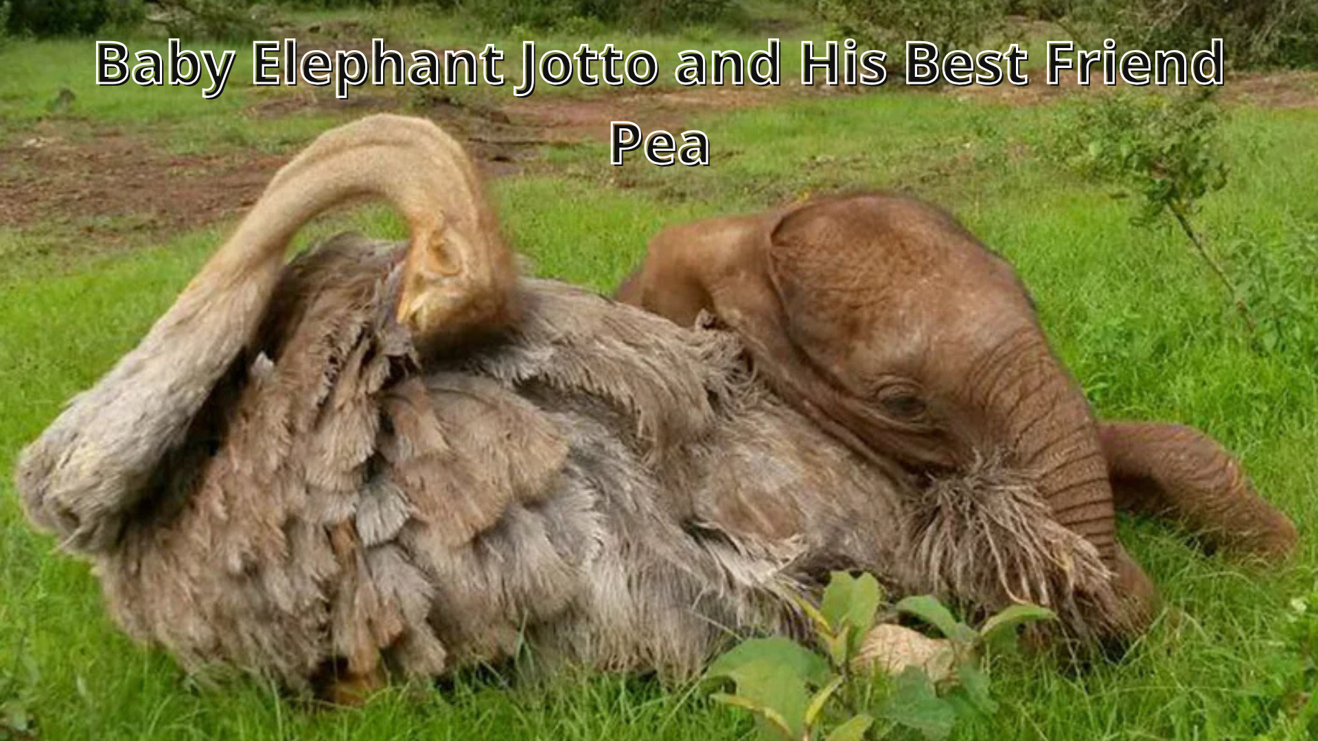 Baby elephant Jotto cuddling with ostrich Pea on the grass in Kenya