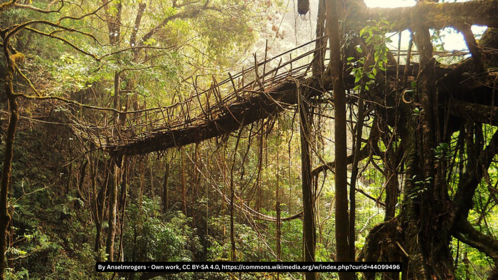 Living Root Bridges of Meghalaya – architecture that literally grows