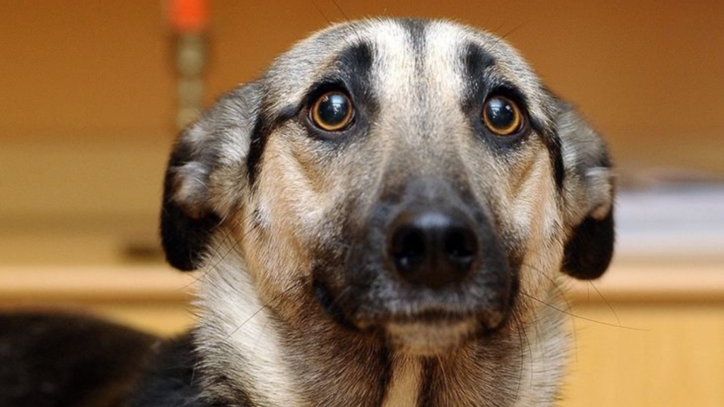 Do Animals Feel Guilt