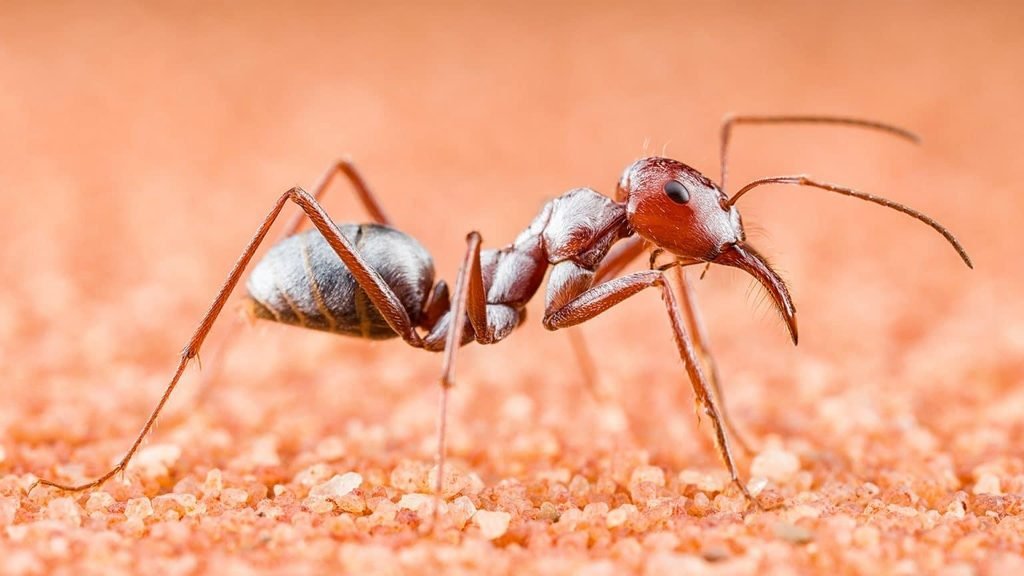 A red desert ant walking across sun baked soil in Australia, representing insects adapted to exceptionally high temperatures.