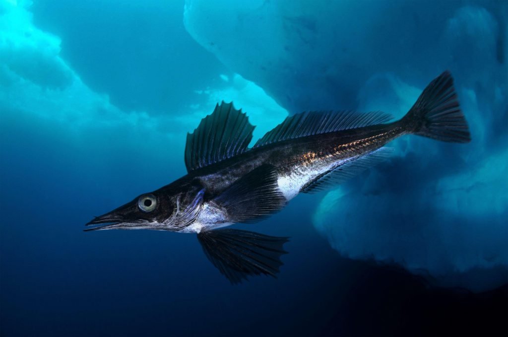 An Antarctic fish swimming beneath sea ice in freezing water, adapted to survive temperatures below the normal freezing point of seawater.