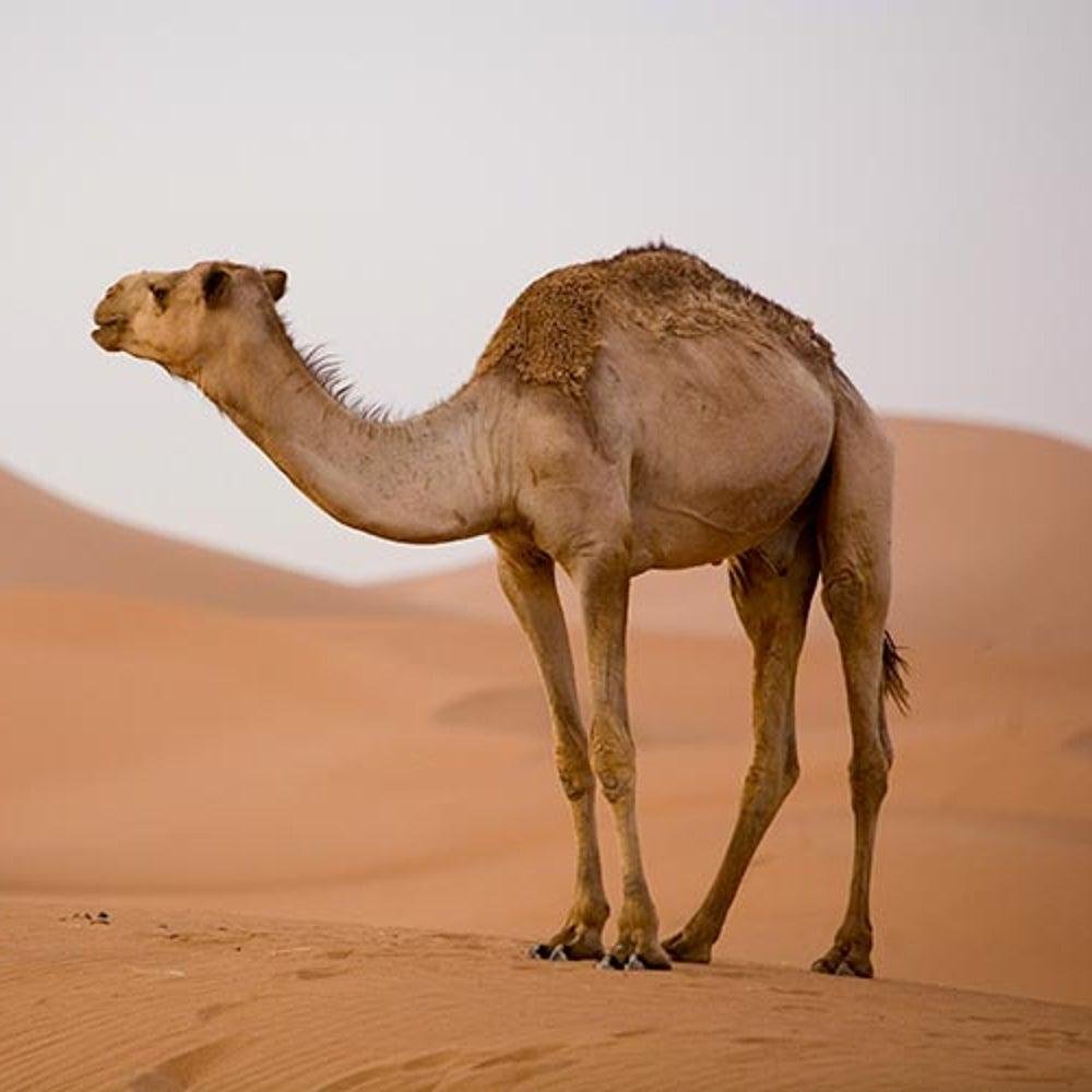 A dromedary camel standing among sunlit Sahara sand dunes, showing how desert wildlife adapts to extreme heat.