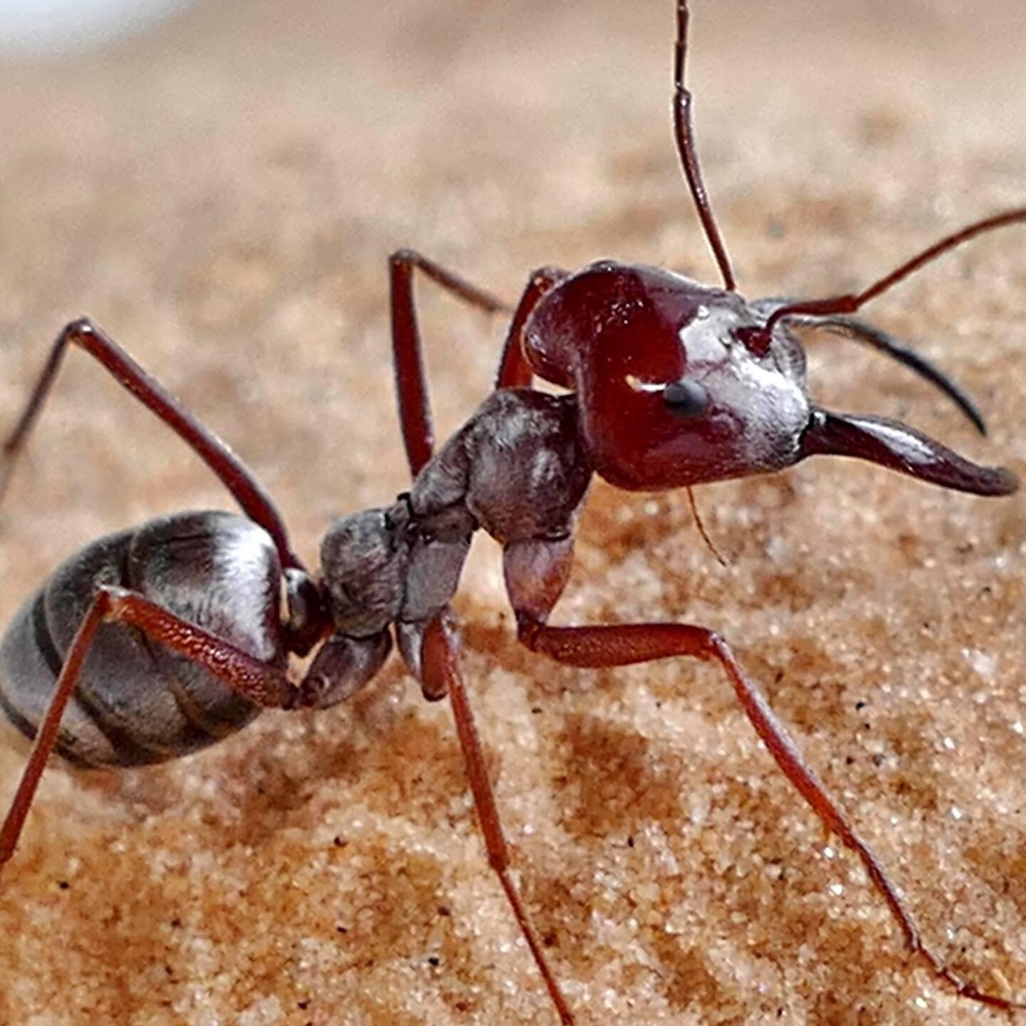 A silver Saharan ant walking across hot desert sand, with reflective hairs that help it withstand extreme heat.